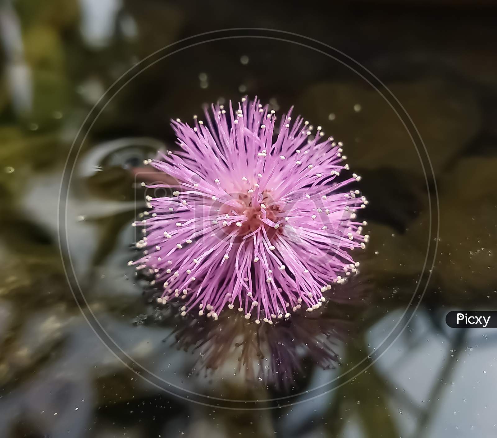 A Shine plant pink flower on the water, selective focus on object