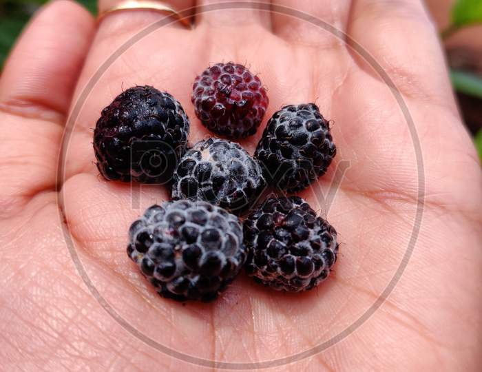 black mulberry fruits kept in hand.
