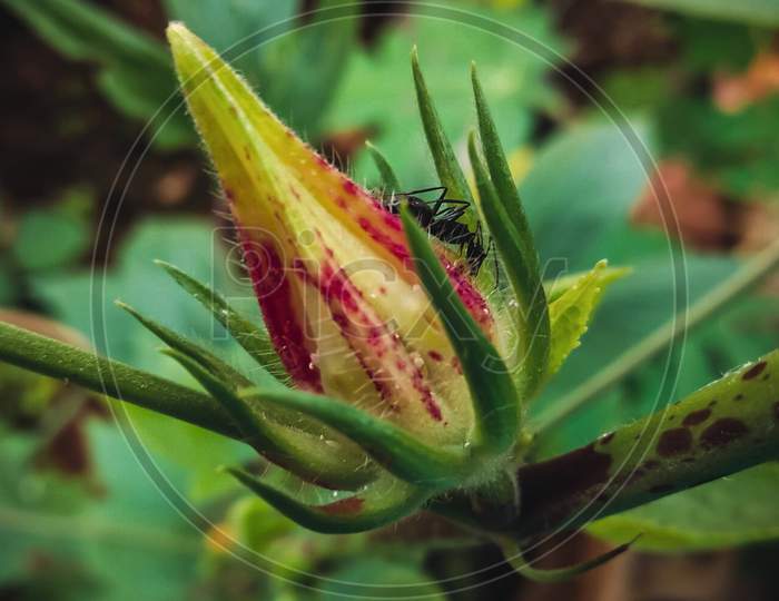A flower in the botany in which insect is sitting