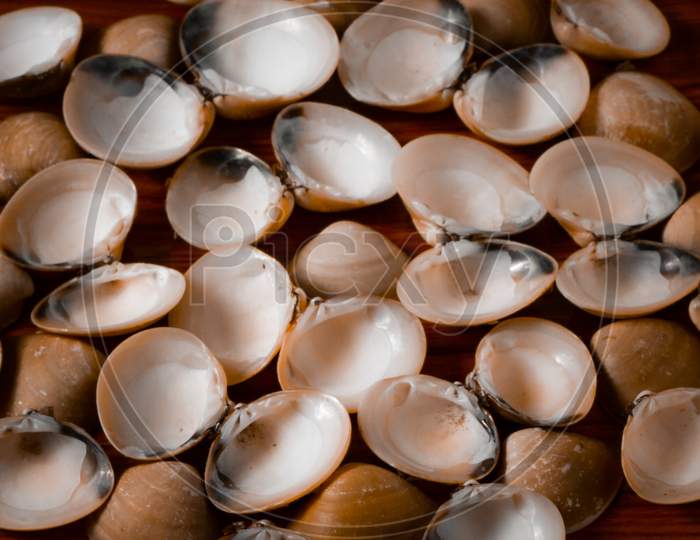 Seashells design