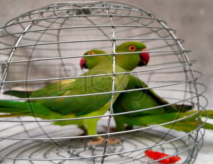 Beautiful parrots