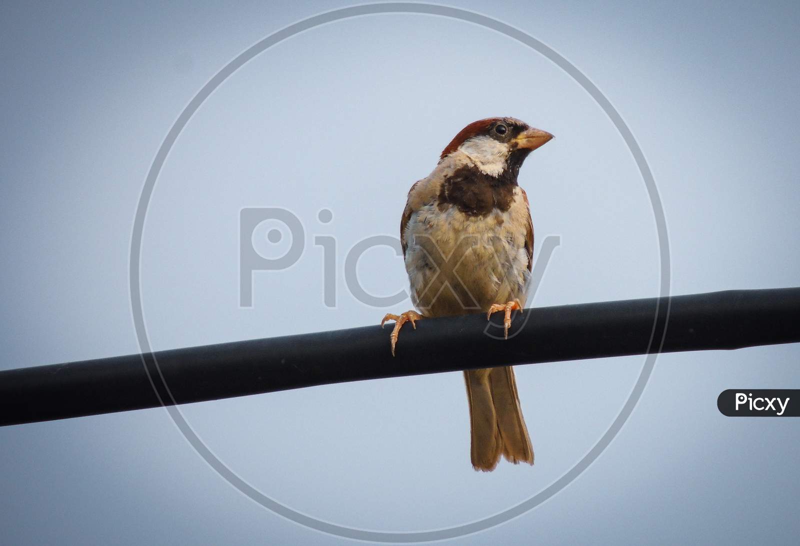 Sparrow -beautiful bird