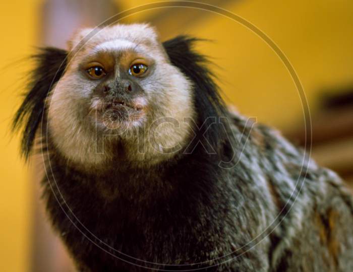 Little Monkey From The North Of Brazil. Endangered Wild Animal. Small Primate