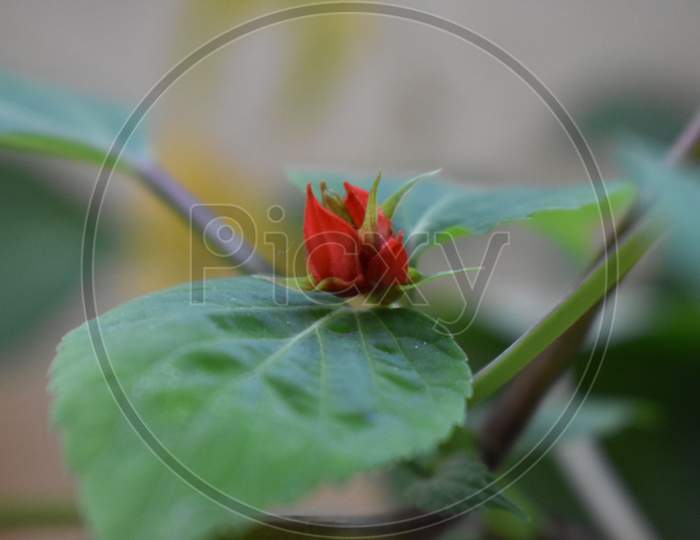 close-up shot of a small red flower
