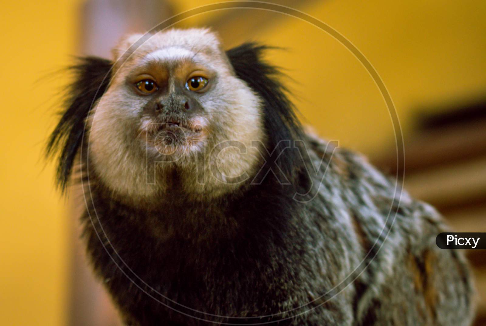 Little Monkey From The North Of Brazil. Endangered Wild Animal. Small Primate