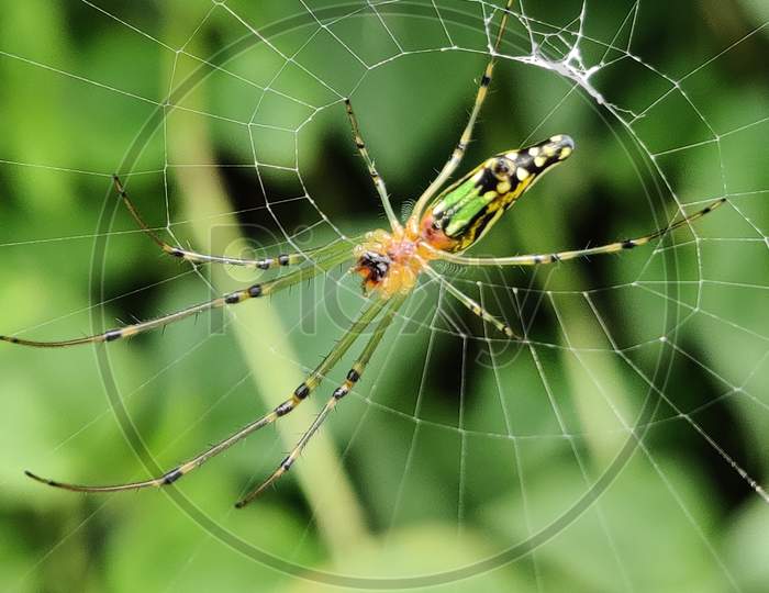 Spider in its web,macro photo