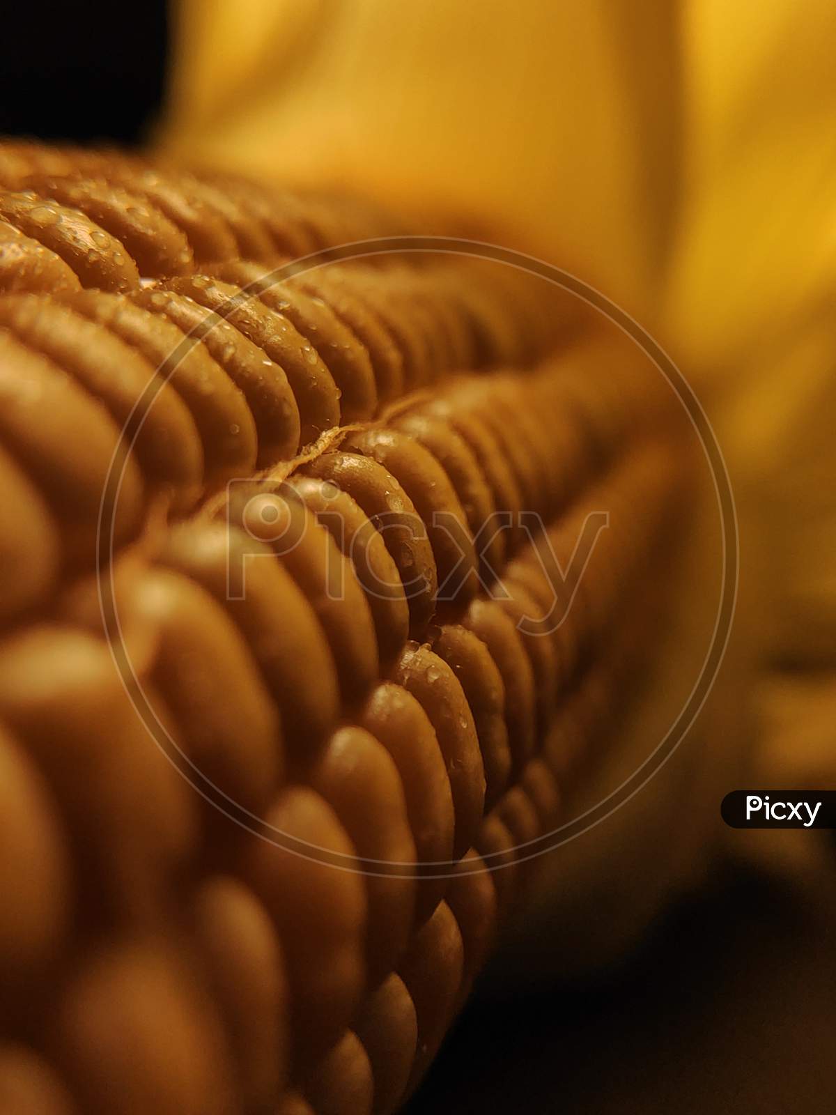Corn macro photography