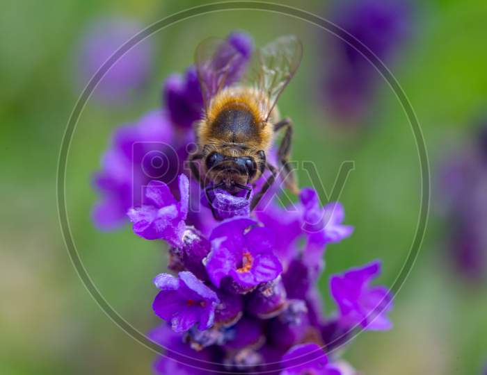 Honey Bee Taking Pollen From A Lavender Plant In An English Garden