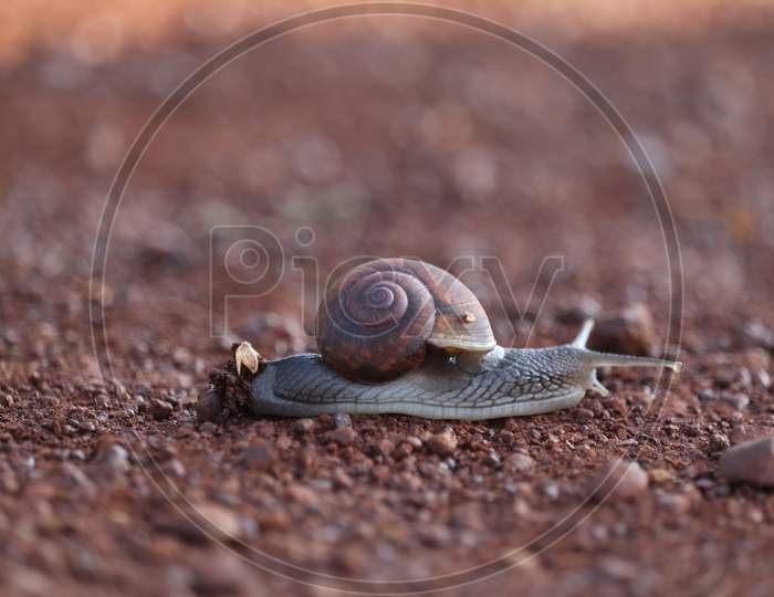 snail on ground