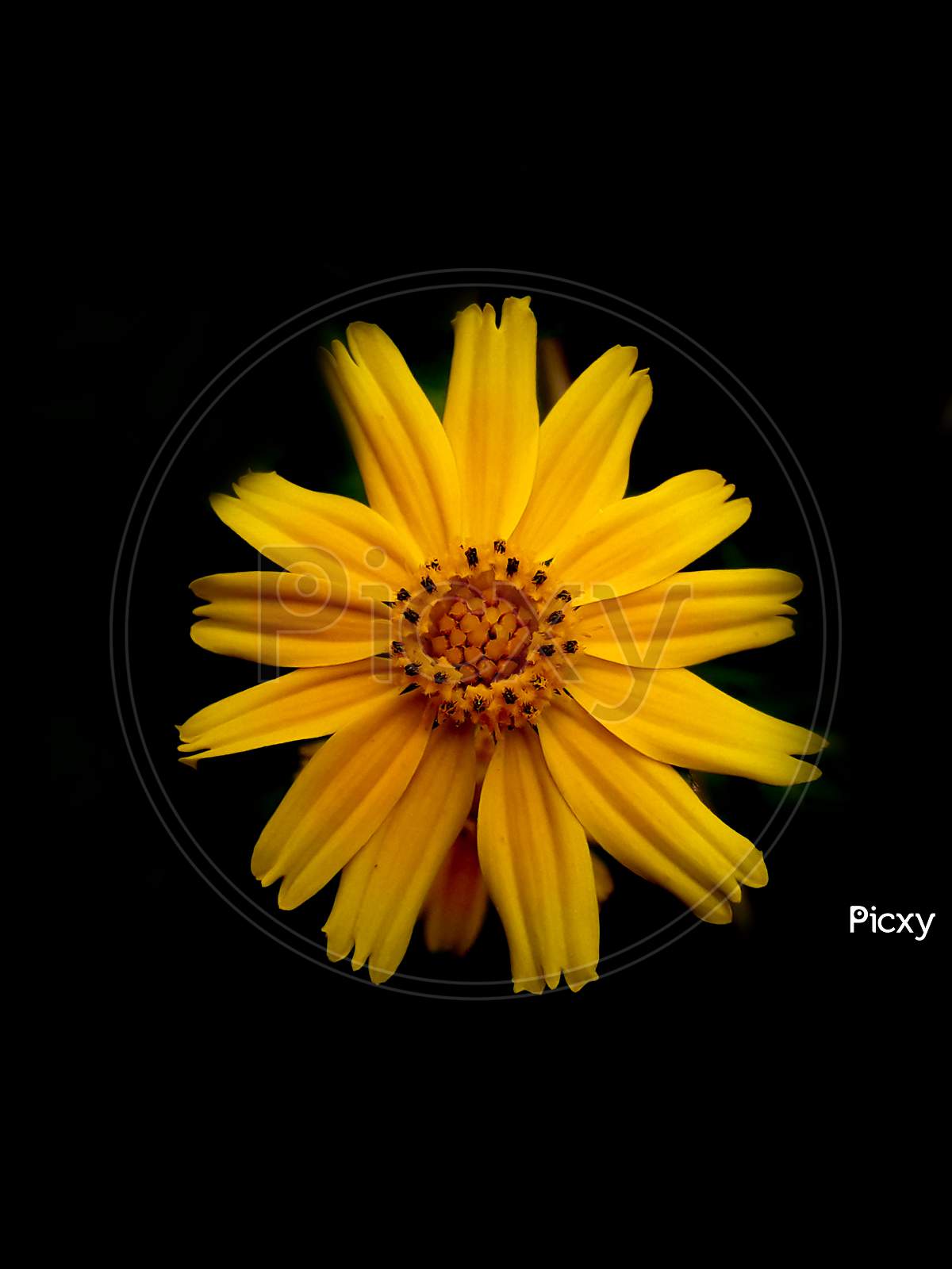 Yellow Flower Shot