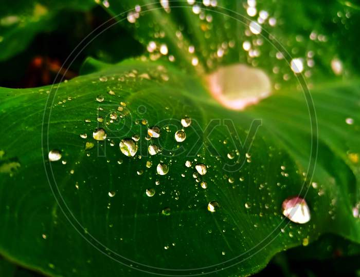 Drops on the leaf.