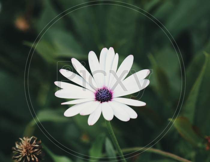 white daisy flower,macro photography