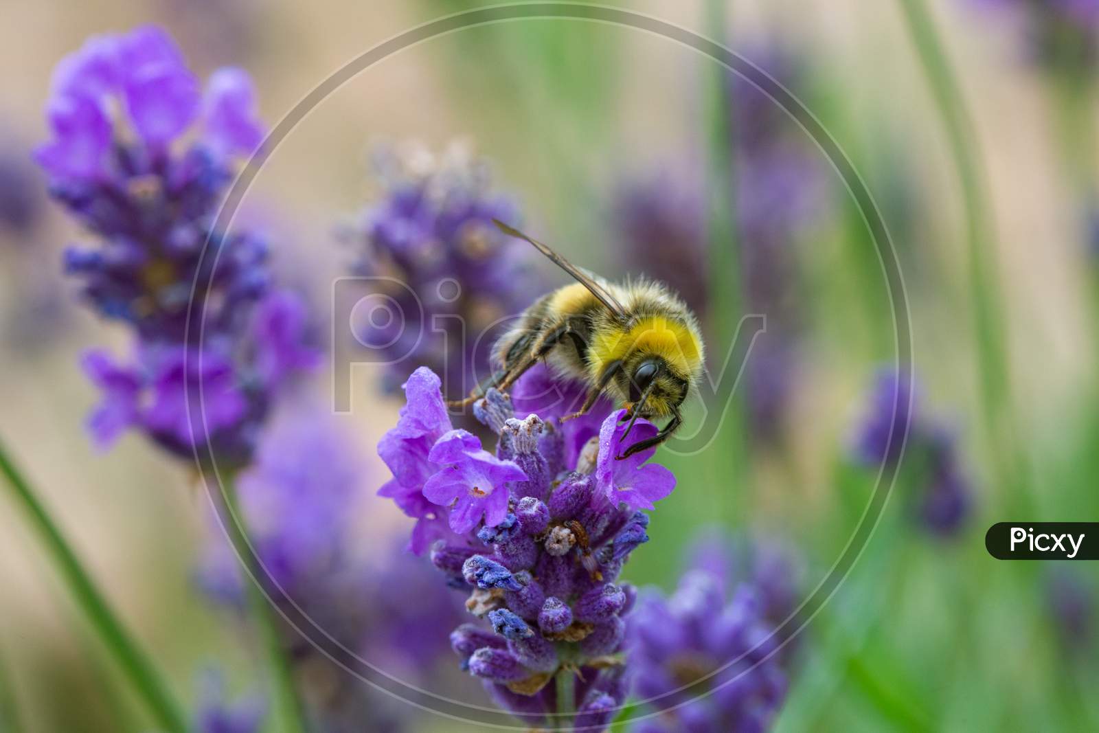 Honey Bee Taking Pollen From A Lavender Plant In An English Garden