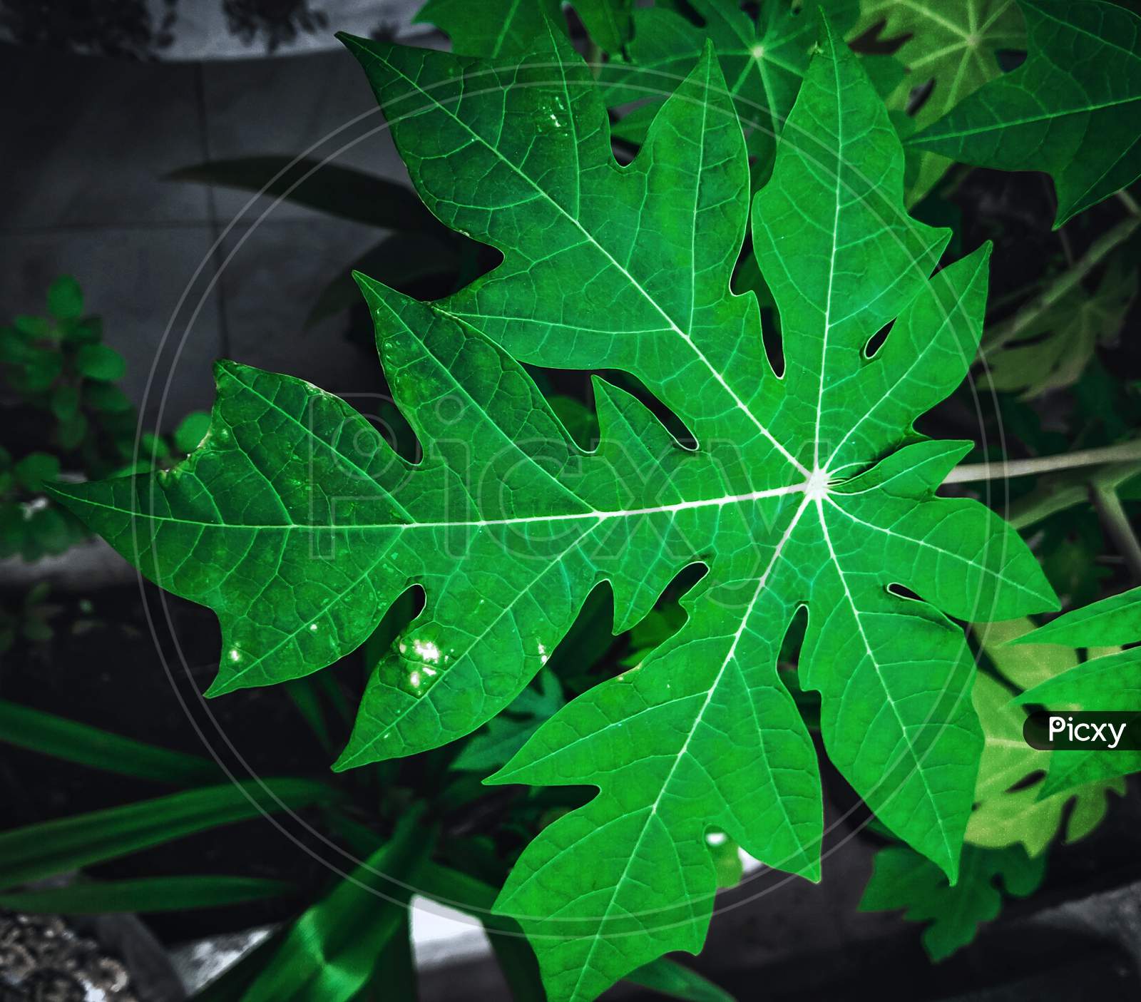 A pappaya leaf