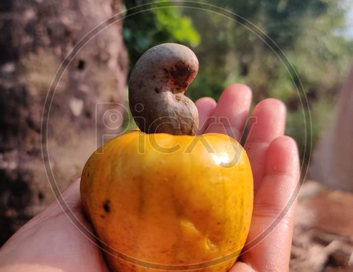 yellow Cashew nut fruit in hand with nature background