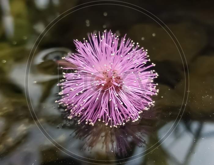 A Shine plant pink flower on the water, selective focus on object