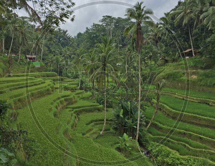 Tegalalang Rice Terrace Located In Bali
