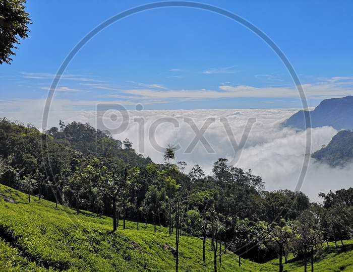 Coonoore Tea Gardens with foggy mountains