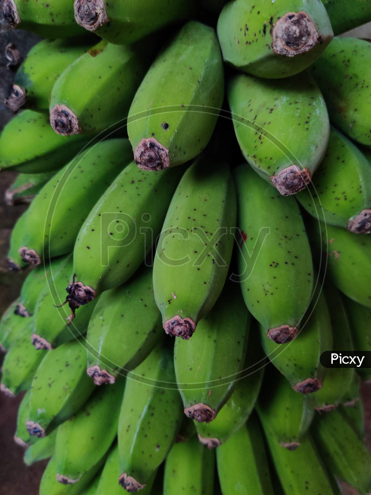 Fresh banana plant with fruit. Banana is the healthiest fruit for digestion.