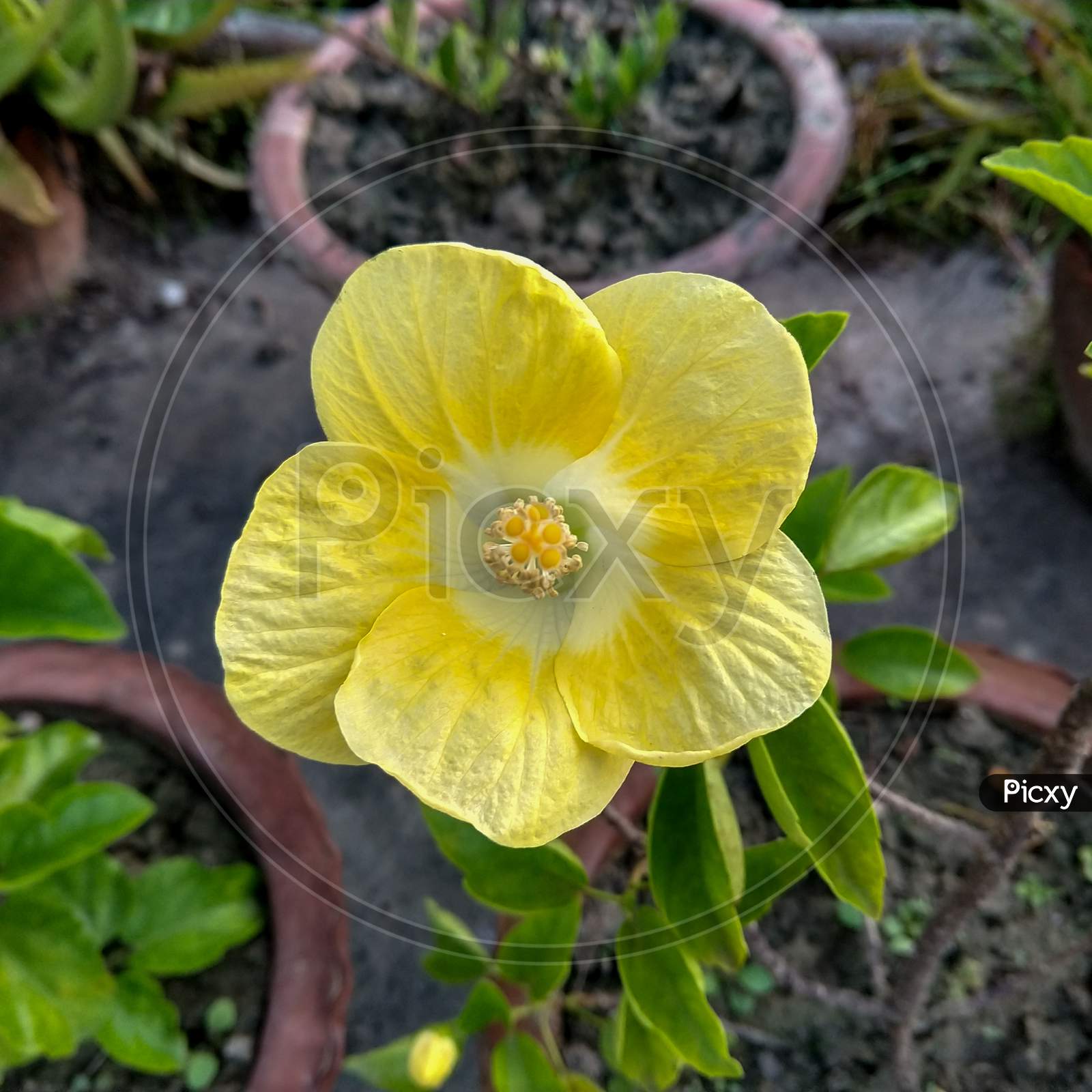 Top View Of A Little Yellow Hibiscus In A Garden