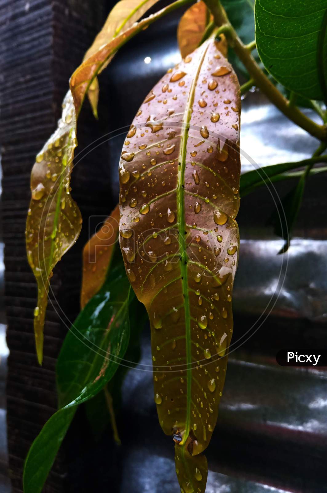 Rain drops on the leaf.