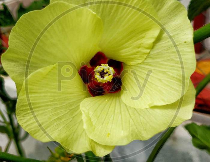 YELLOW FLOWER OF LADY FINGER PLANT