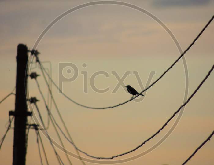 Bird - beautiful morning click
