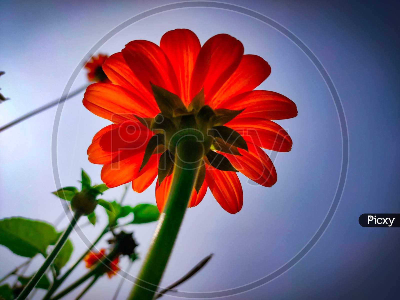 Sky flower