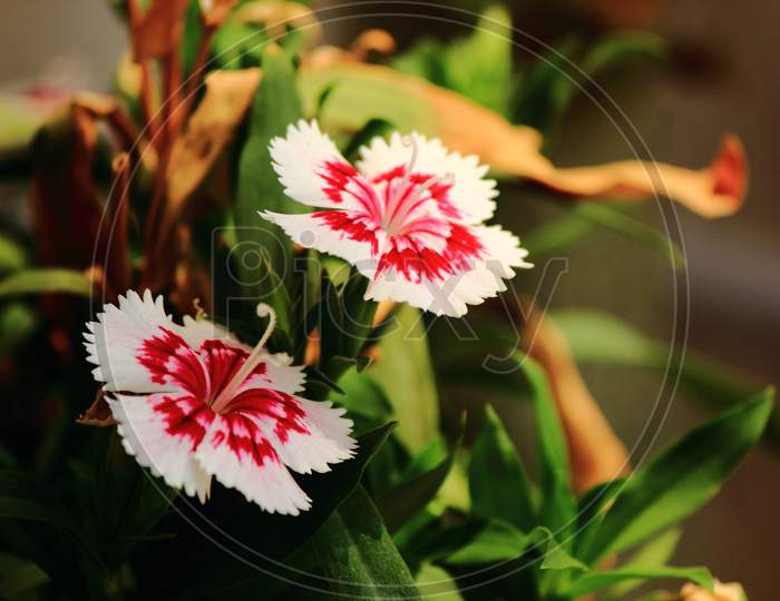 red dianthus flower pair closeup