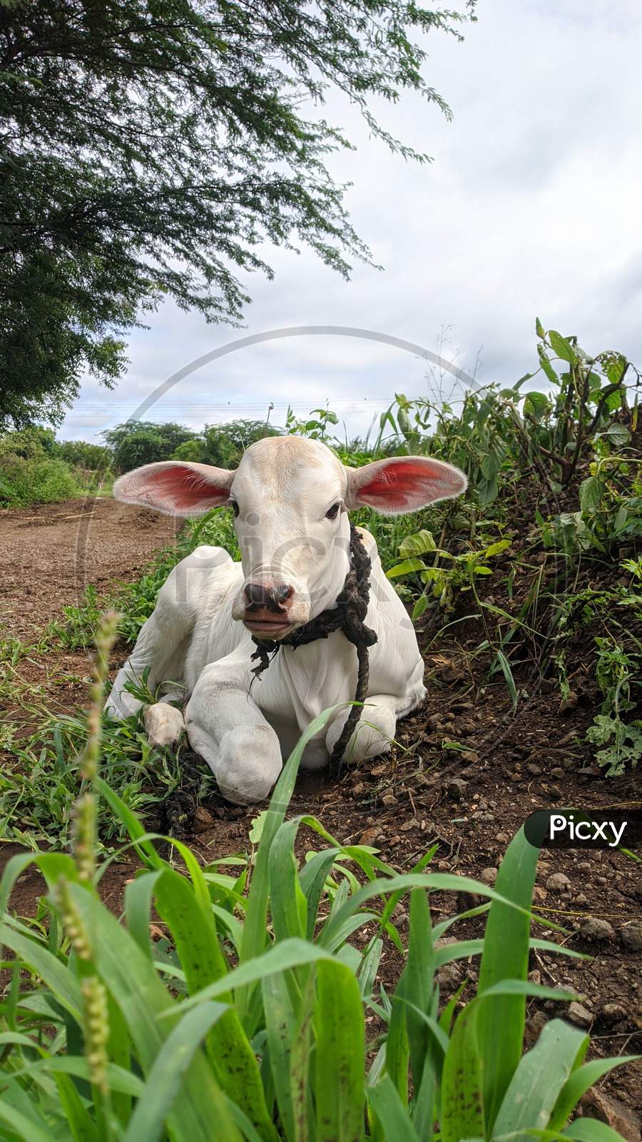 Desi indian cow baby