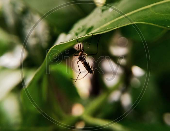 Mosquito on the leaf.
