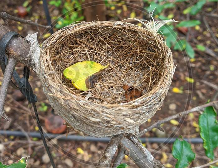 Nest of sparrow