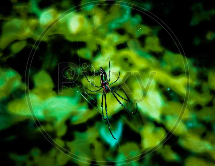 LEUCAUGE VENUSTA🕸️ Commonly known as - THE ORCHARD SPIDER🕸