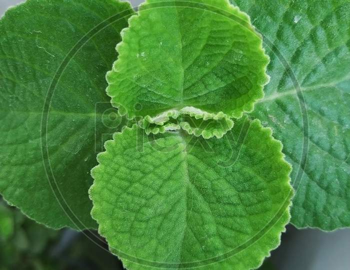 Thick leaves of Plectranthus amboinicus mexican mint, fragrant plant growing in a flowerpot.
