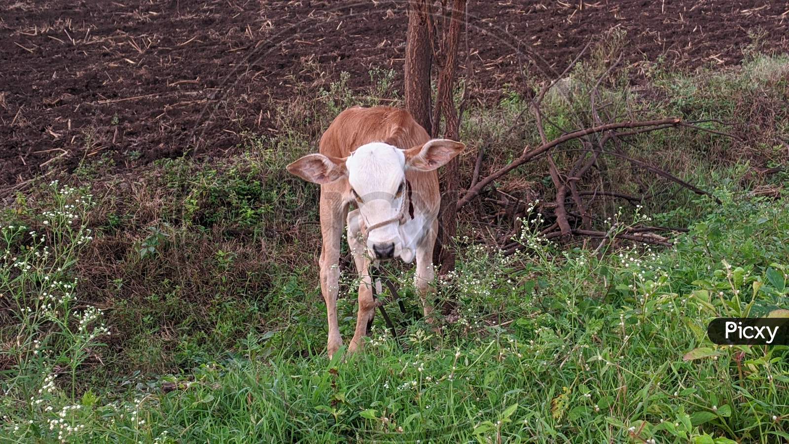 cow baby