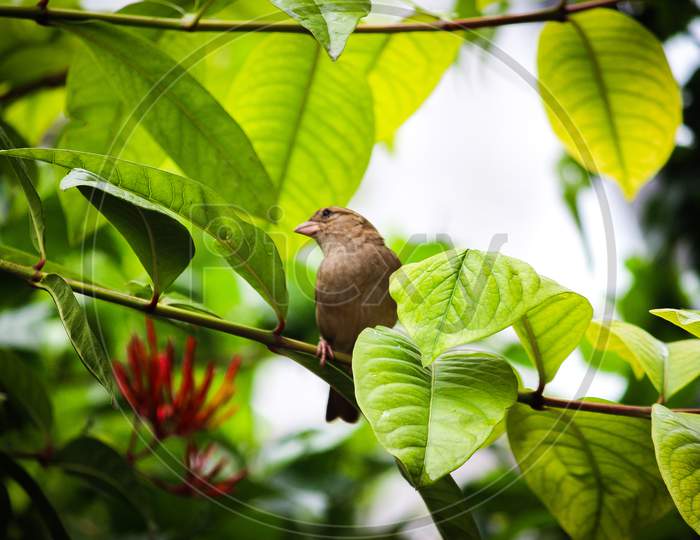 Sparrow on tree