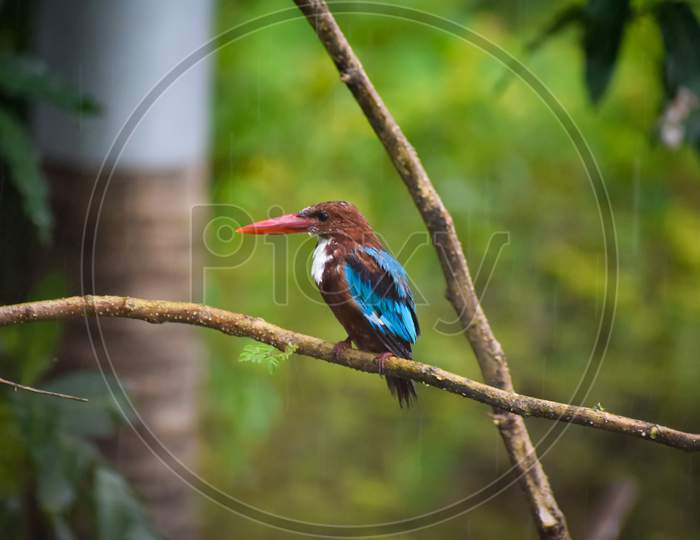 White Throated Kingfisher sitting on branch of tree in rains.