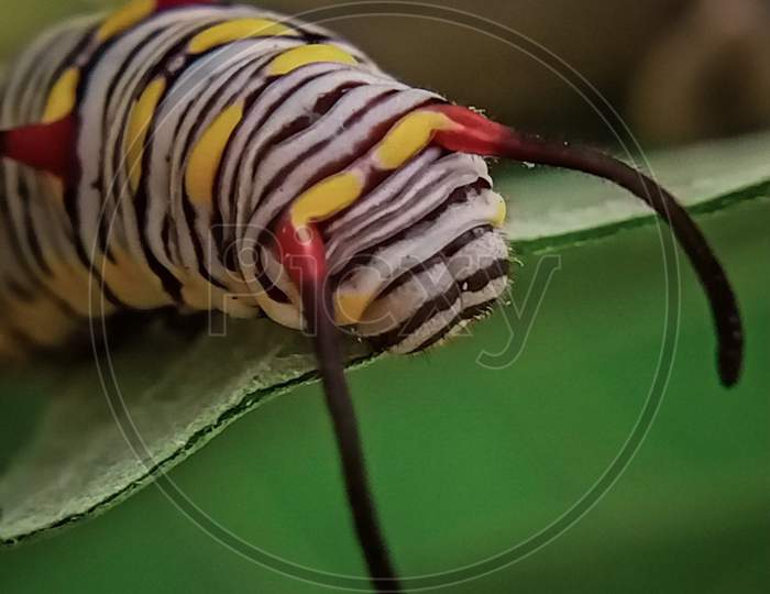 Monarch Caterpillar, macro photography