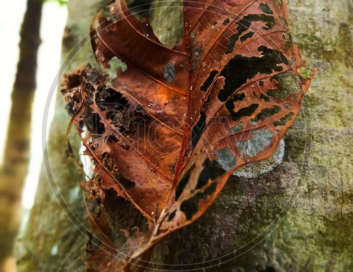 Ruined leaf on the tree.