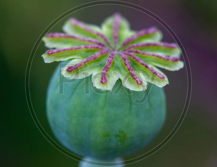 Poppy Seed Head Close Up In A Garden In Yorkshire, United Kingdom