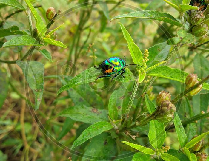 Colourful bug on plant