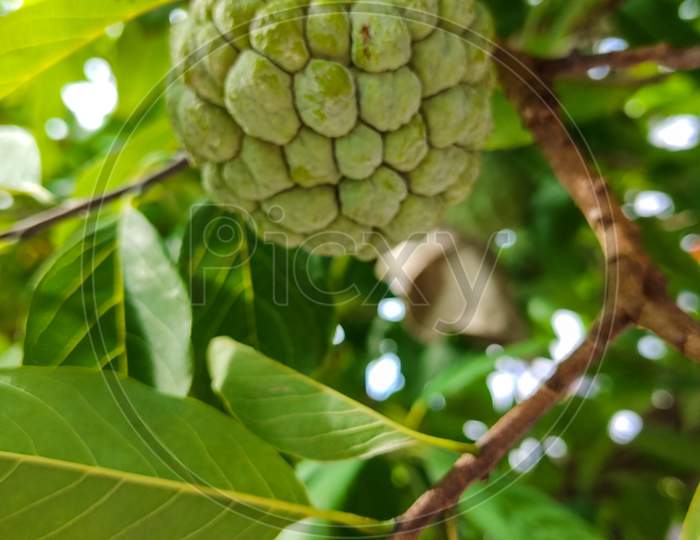 This is the image of sugar apple .