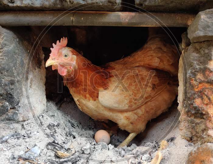Indian Country hen with egg upon ashes.