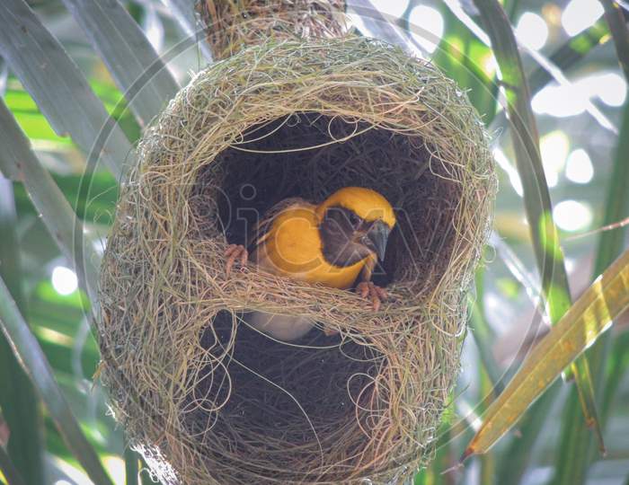 Beautiful yellow bird