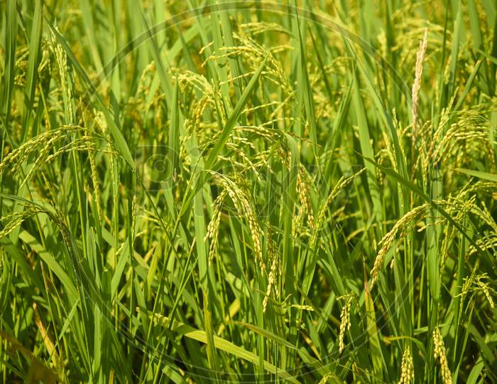 Close Up Of Yellow Green Rice Field
