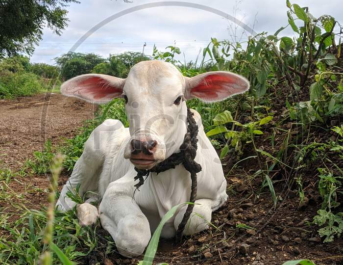 Desi indian cow baby