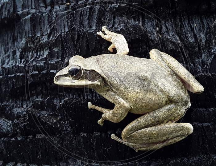 TREE FROG ABSTRACTS