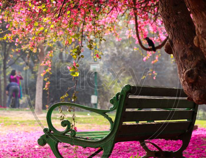 a bench under the bougainvillea flower tree