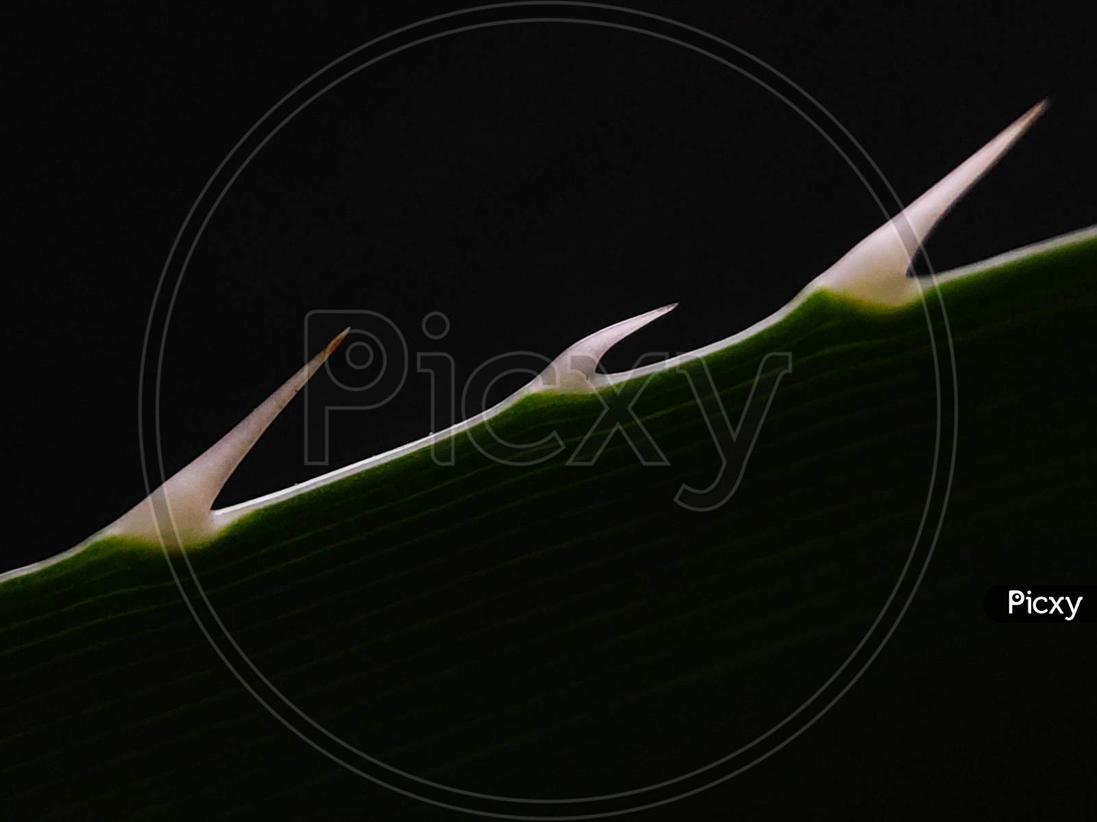 Pandan leaf macro photography
