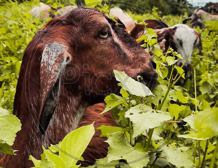 Goat eating leafs
